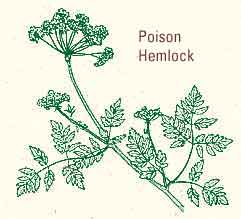 Hemlock Herb
